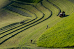 hay harvesting south tyrol italy
