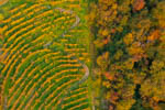 valdobbiadene prosecco wineyards aerial view