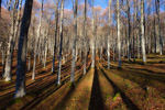 alpago beech forest autumn