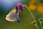 butterflies mating