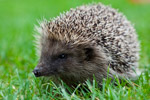 hedgehog