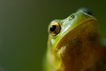 hyla arborea european tree frog