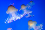 jellyfishes