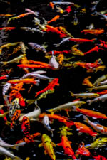 koi varieties fishes pond