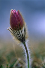 pasque flower dolomites